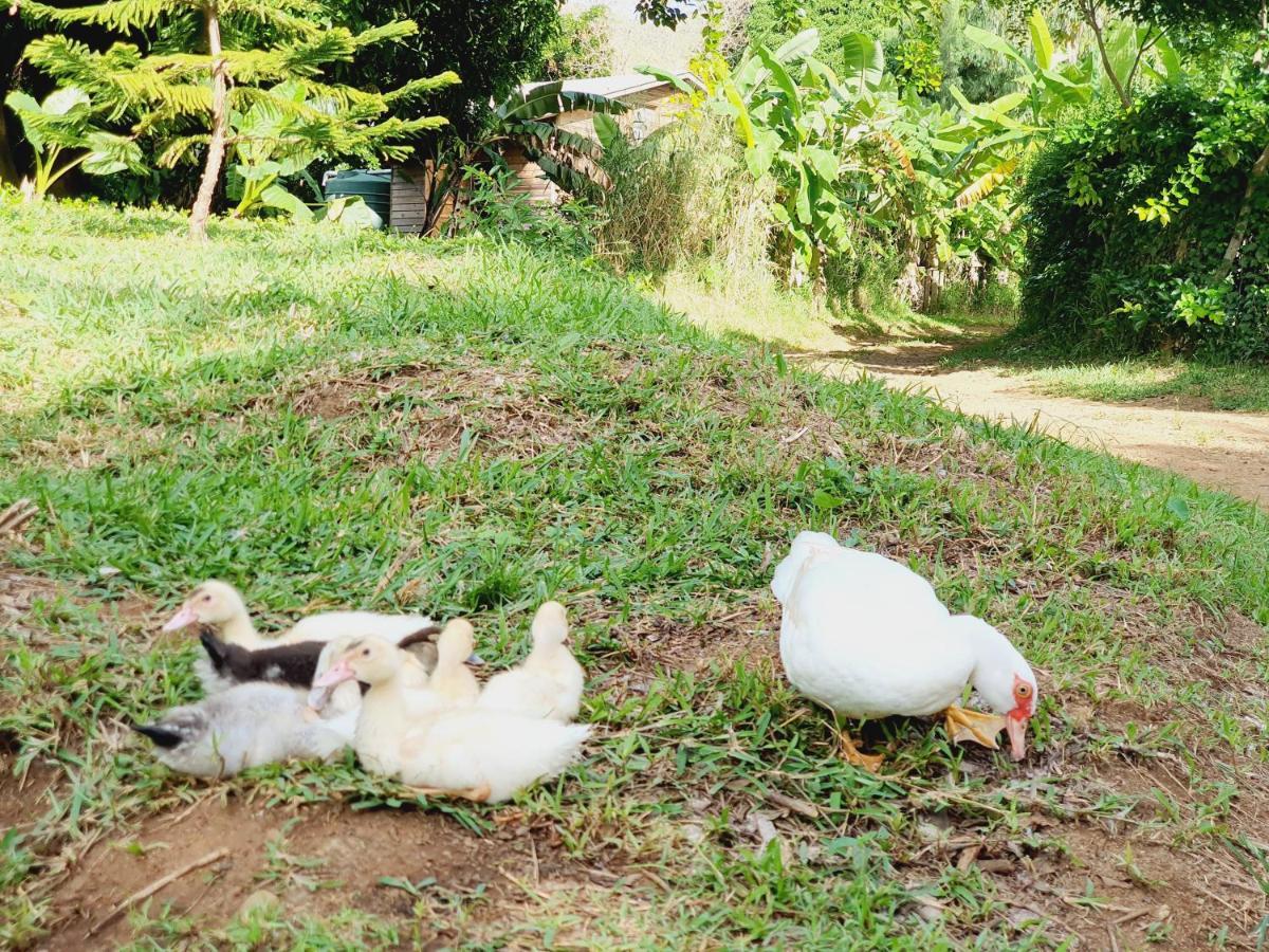 Le Chalet, La Petite Ferme Vieux Grand Port Ngoại thất bức ảnh