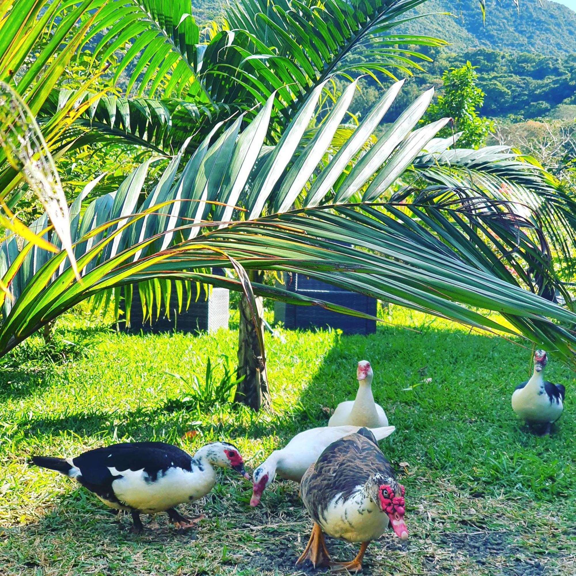 Le Chalet, La Petite Ferme Vieux Grand Port Ngoại thất bức ảnh